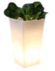 BloomLight